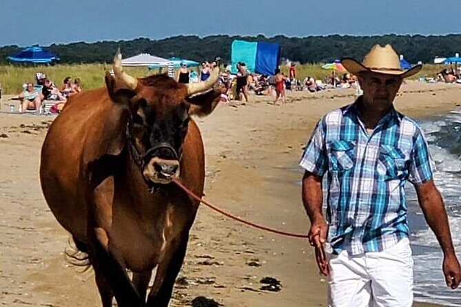 Martha Vineyard Bus Tour - An In-Depth Look at the Martha Vineyard Bus Tour