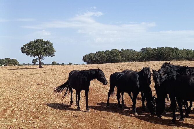 Martina Franca e-Bike tour . Visit a breeding and a dairy farm - An Authentic Ride Through Puglia’s Countryside