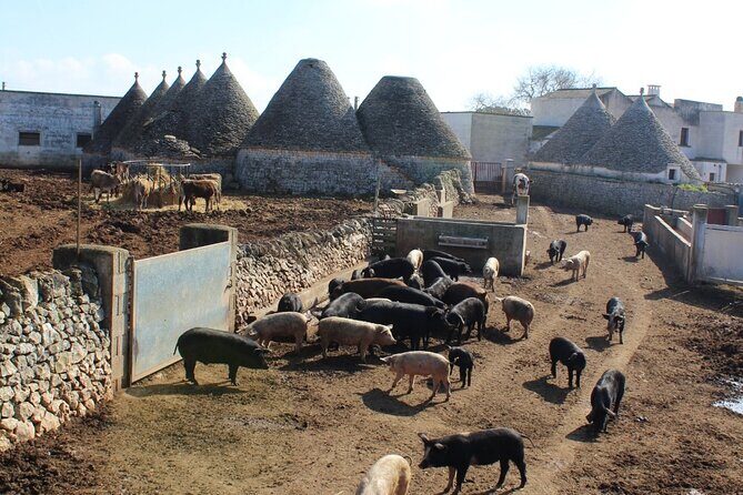 Martina Franca e-Bike tour . Visit a breeding and a dairy farm - The Sum Up: Is This Tour Worth It?