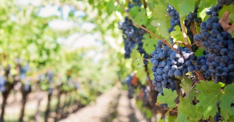 Martina Franca: Wine & Local Products Tasting - A Closer Look at the Experience