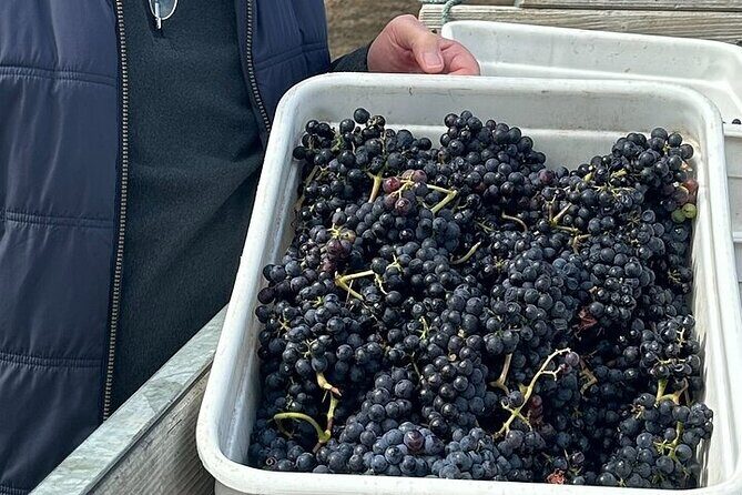 Martinborough Chefs shared wine tour  lunch from Wellington - Practical Details and Tips