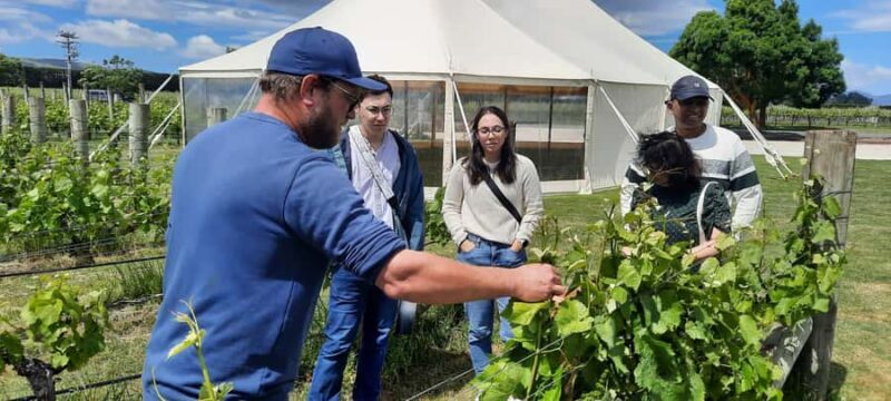 Martinborough Wine and Food Tour with Lunch from Wellington - Key Points