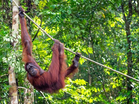 Marvellous Creature Orangutan : Sarawak Semenggoh Wildlife Centre Tour - Introduction: A Closer Look at the Semenggoh Wildlife Centre Tour