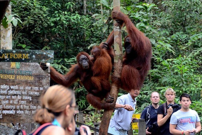 Marvellous Creature Orangutan : Sarawak Semenggoh Wildlife Centre Tour - FAQ