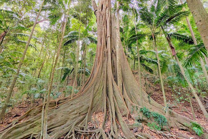 Mary Valley Tour with Mary Valley Rattler, Lunch and Kenilworth - What to Expect from the Mary Valley Tour