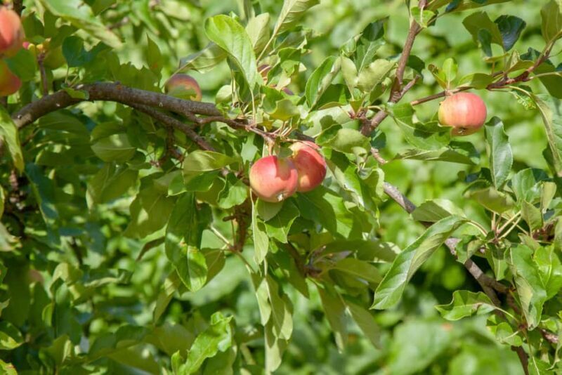 Maspalomas & Las Palmas: Artenara, Tamadaba & cider tasting - A Detailed Look at the Tour Experience