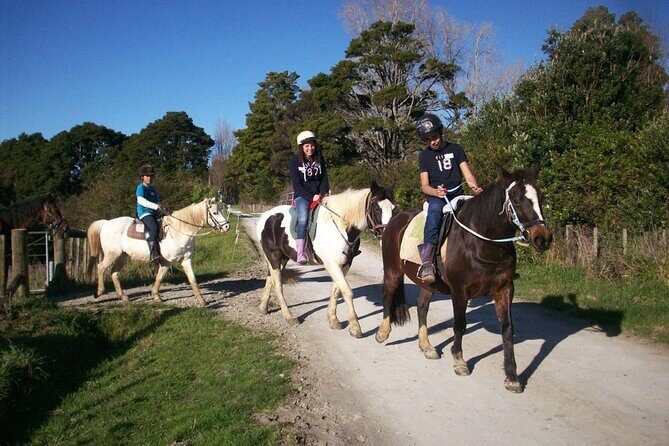 Matakana Art & Horse Riding Experience Private Tour From Auckland - What Makes This Tour Stand Out?