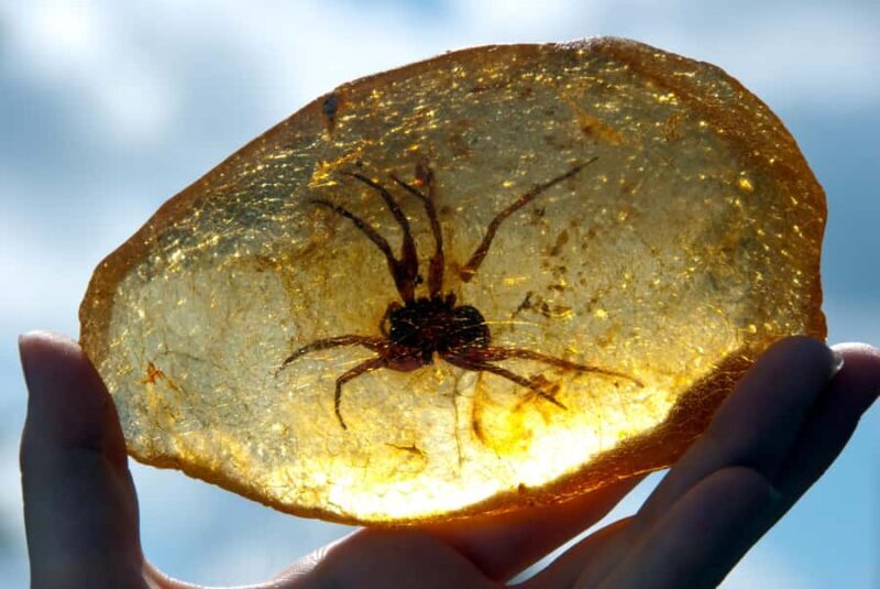 Matakohe: The Kauri Museum Entry Ticket - Final Thoughts