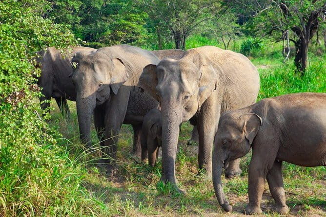 Matale Highlands and Cooking Experience from Habarana - Conclusions: Who Is This Tour Best For?