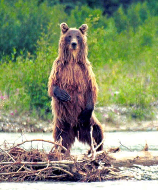 Matanuska River Scenic Float - Who Will Love This Tour?