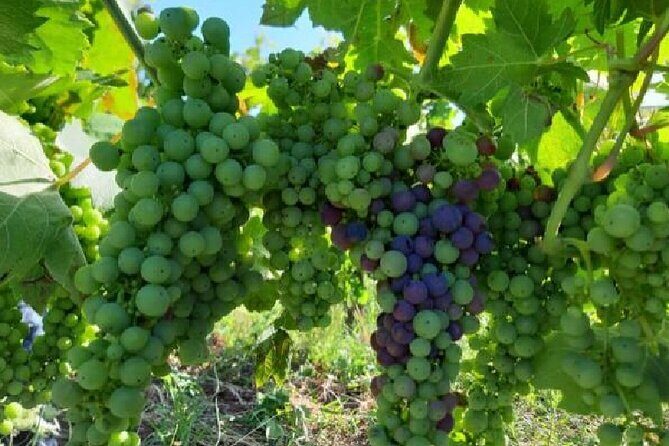 Matera half day - Who Would Love This Tour?