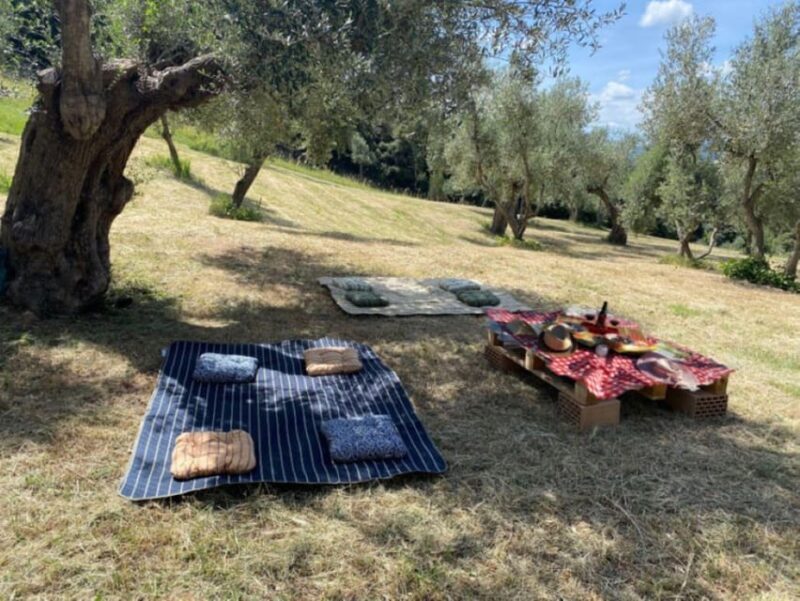 Matera: Pic-Nic under the Centuries-Old Olive Trees - Discovering Basilicata’s Olive Heritage