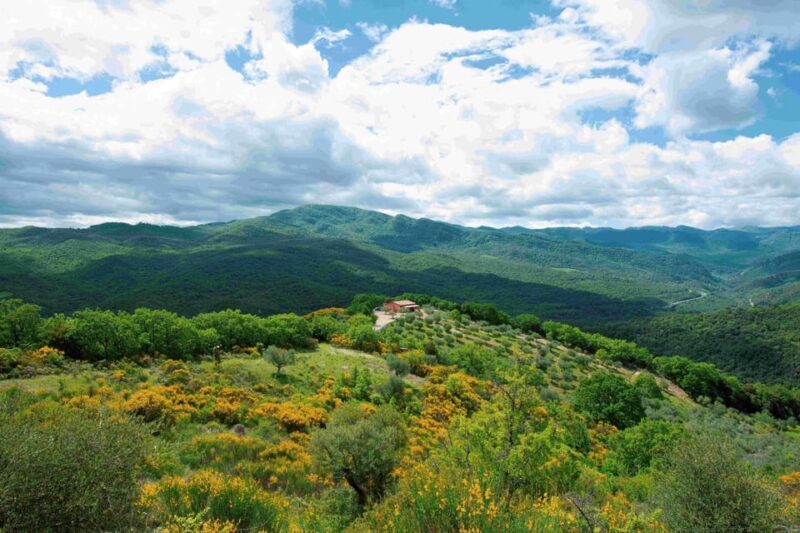 Matera: Pic-Nic under the Centuries-Old Olive Trees - The Picnic Experience: Food, Drink, and Atmosphere
