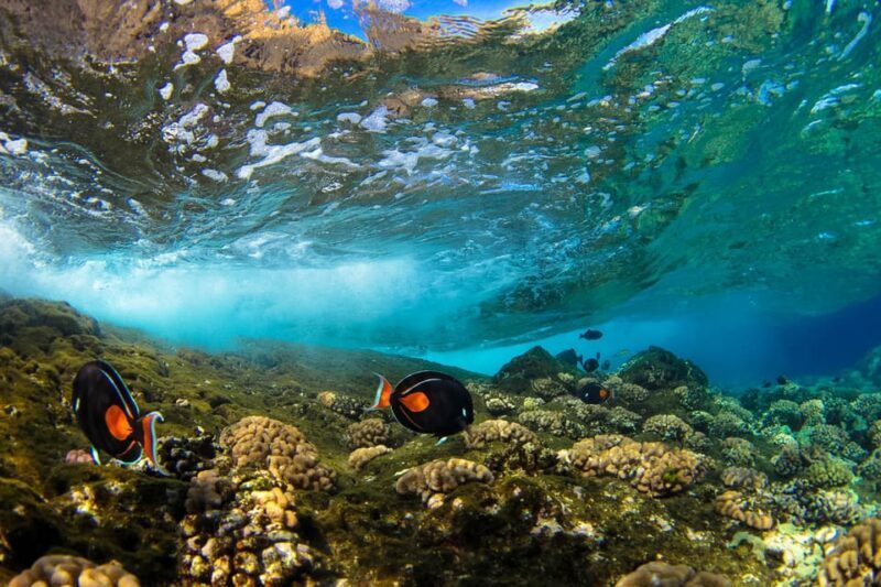 Maui: 3.5-Hour Molokini Snorkel Experience - Pricing & Value