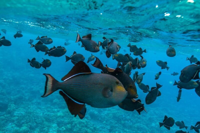 Maui: 3.5-Hour Molokini Snorkel Experience - Who Should Consider This Tour