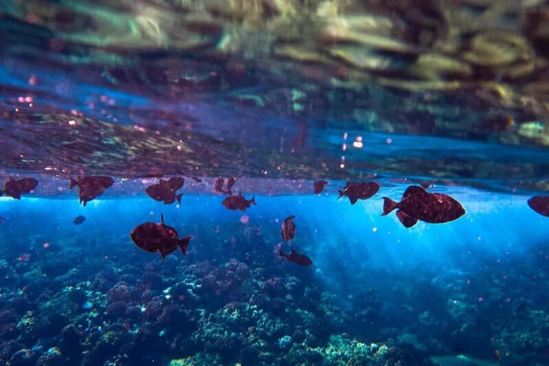 Maui: 3-Hour Molokini Snorkel Experience - The Sum Up