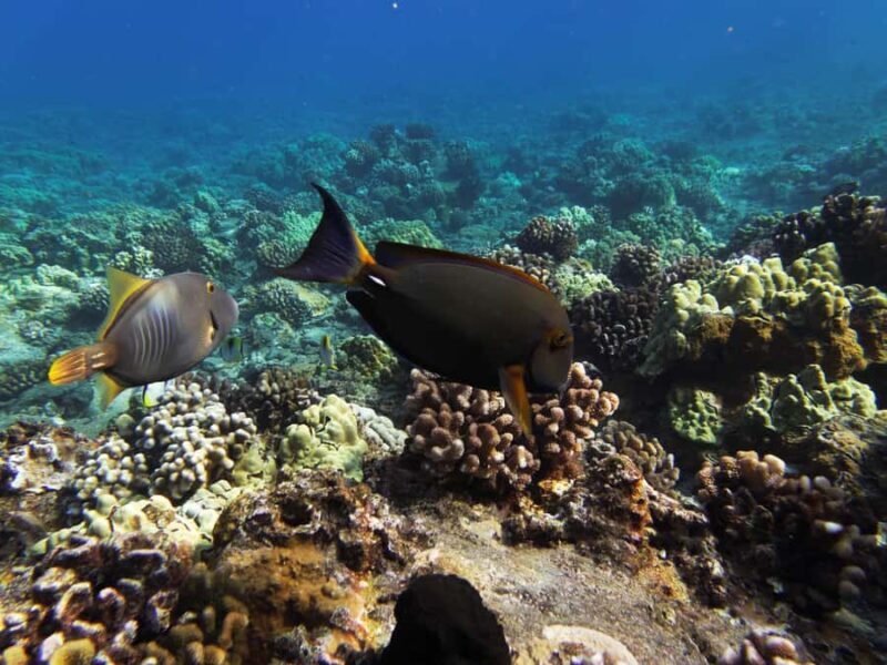 Maui: 3-Hour Molokini Snorkel Experience - FAQ