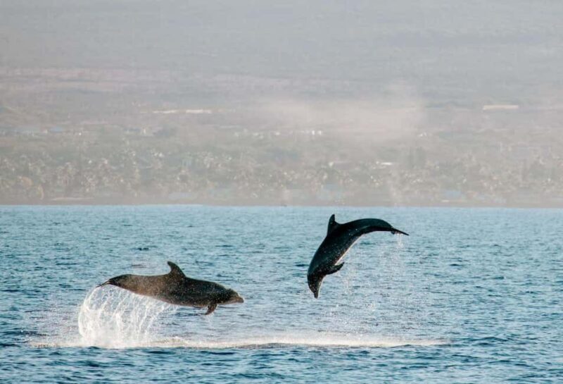 Maui: Afternoon Catamaran Sail w/ Local Culture & Cocktails - Who Is This Tour Best For?