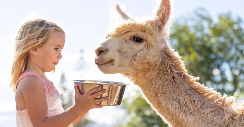 Maui: Alpaca Farm Visit with Hands-On Activities - In-Depth Look at the Maui Alpaca Farm Tour
