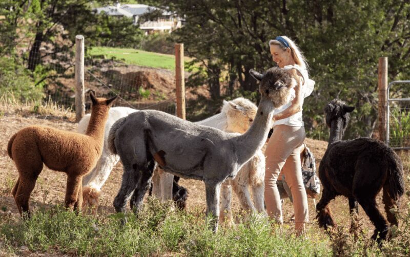 Maui: Alpaca Farm Visit with Hands-On Activities - The Sum Up