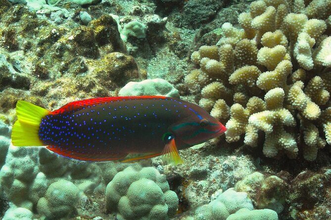 Maui Beach Shoreline Snorkel - Exploring the Experience: What You Can Expect on the Tour