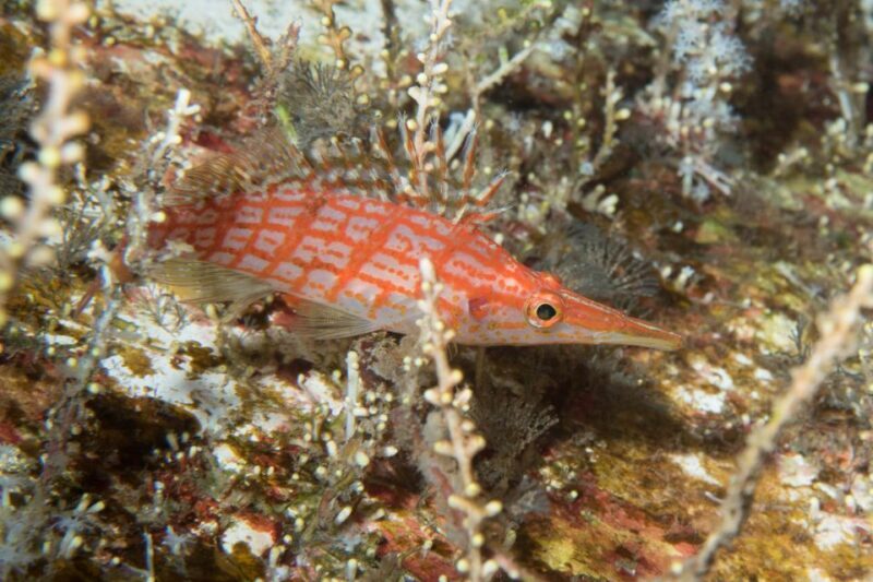 Maui: Beginner Discovery Scuba Dive Excursion from Lahaina - What Travelers Say