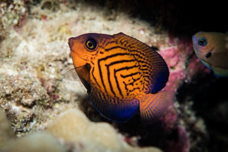 Maui: Beginner Discovery Scuba Dive Excursion from Lahaina - Who Should Consider This Tour?