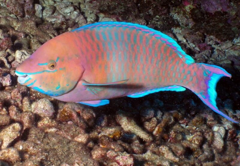 Maui: Beginner Discovery Scuba Dive Excursion from Lahaina - FAQs