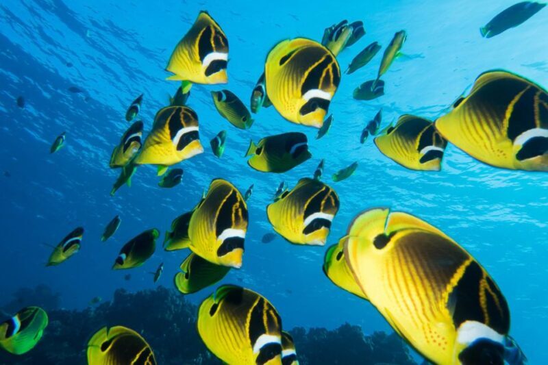 Maui: Beginner Discovery Scuba Dive Excursion from Lahaina - Introduction