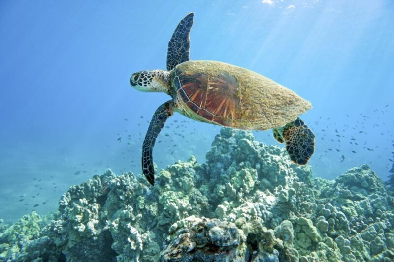 Maui: Beginner Discovery Scuba Dive Excursion from Lahaina - Real-World Insights from Reviewers