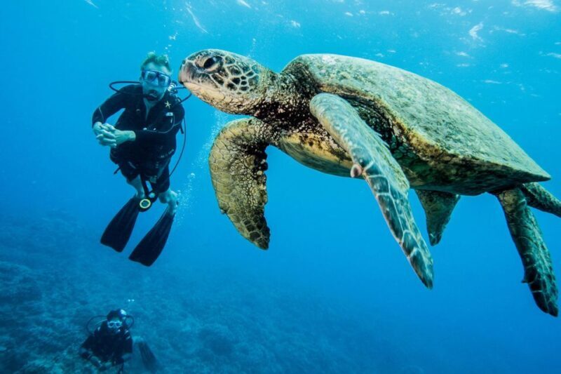 Maui: Beginner Discovery Scuba Dive Excursion from Lahaina - Who Should Consider This Tour?