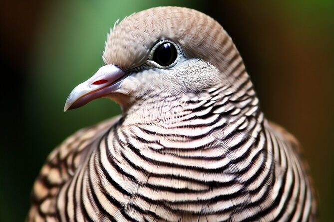 Maui Birdwatching at Maui Bird House - Authentic Insights from Reviewers