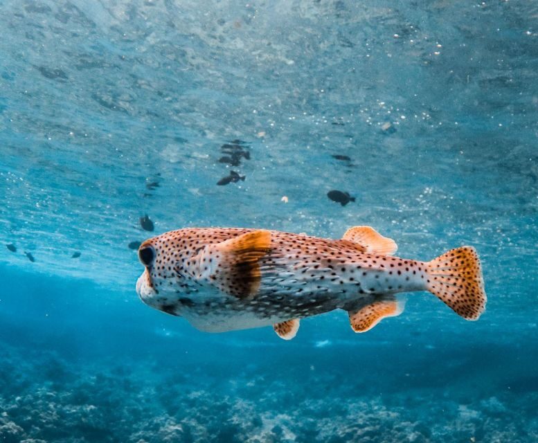 Maui: Deluxe Molokini Snorkel with Breakfast & Lunch - FAQ