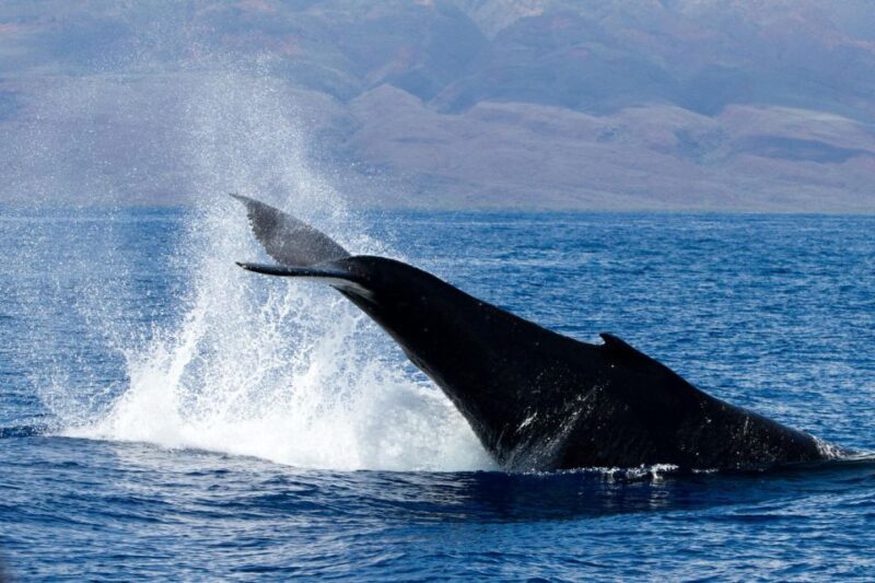 Maui: Deluxe Whale Watch Sail & Lunch from Ma`alaea Harbor - An In-Depth Look at the Experience