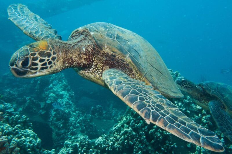 Maui: Eco-Friendly Conservation Scuba Dive Certified Divers - Key Points