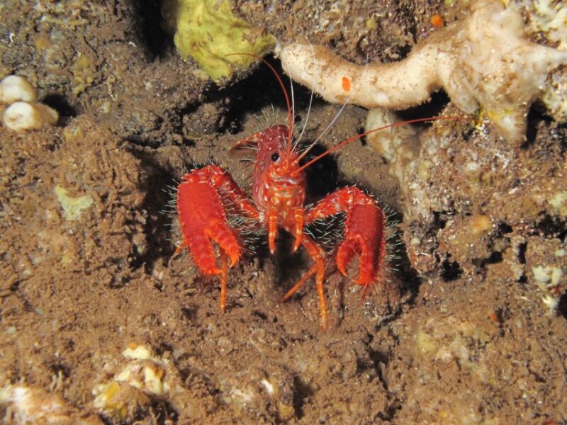 Maui: Eco-Friendly Conservation Scuba Dive Certified Divers - Who is this tour best suited for?