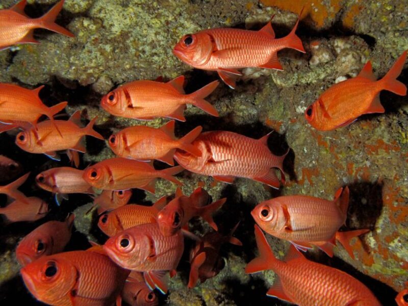 Maui: Eco-Friendly Conservation Scuba Dive Certified Divers - Final thoughts