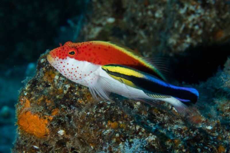 Maui: Eco-Friendly Conservation Scuba Dive Certified Divers - Frequently Asked Questions