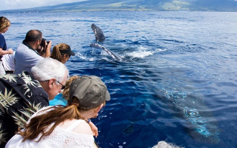 Maui: Eco-Friendly Whale Watching Tour from Ma'alaea Harbor - The Experience in Detail