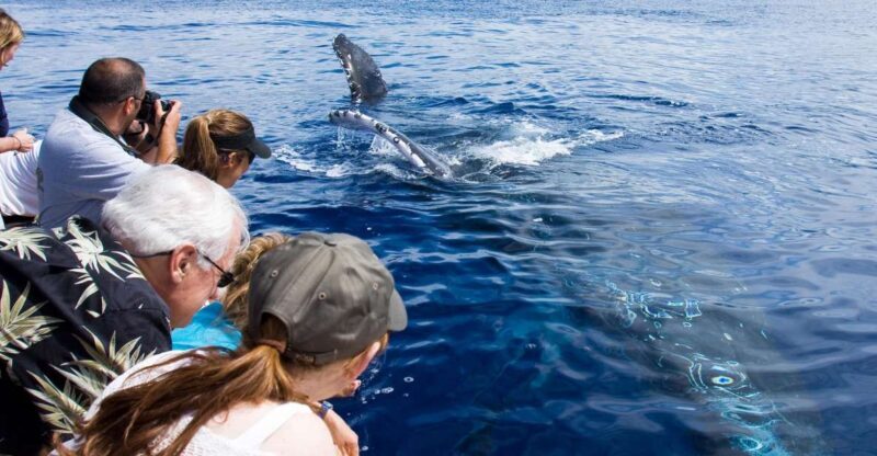 Maui: Eco-Friendly Whale Watching Tour from Ma'alaea Harbor - Whats Included and What You Might Want to Bring