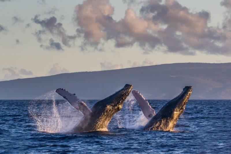 Maui: Eco-Friendly Whale Watching Tour from Ma'alaea Harbor - The Overall Value