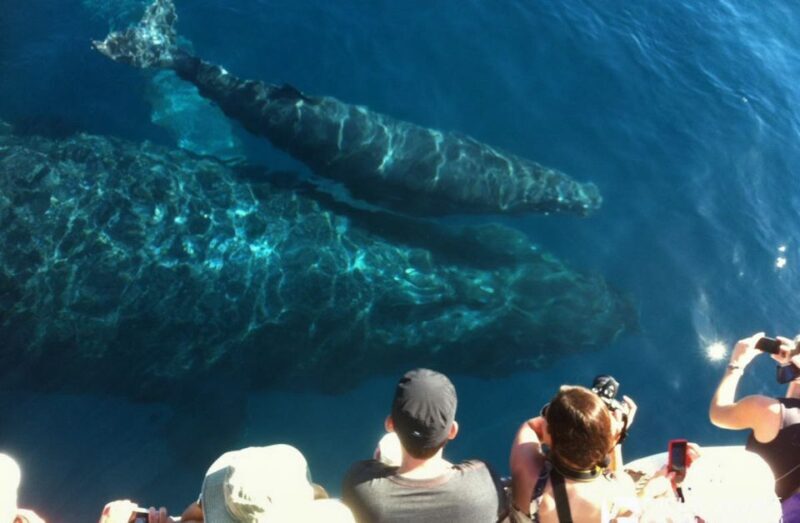 Maui: Eco-Friendly Whale Watching Tour from Ma'alaea Harbor - The Sum Up