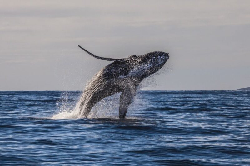 Maui: Eco-Friendly Whale Watching Tour from Ma'alaea Harbor - FAQs