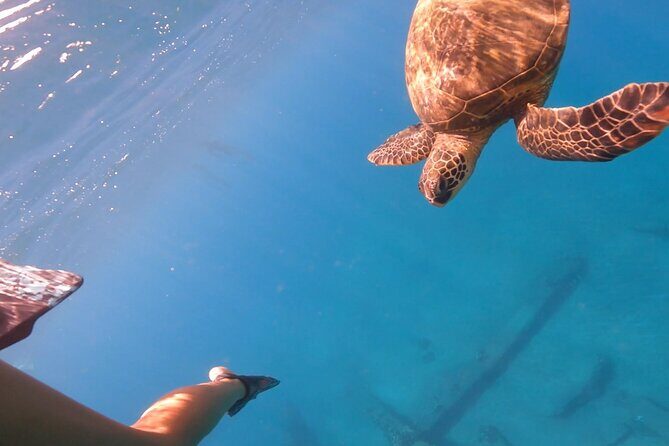 Maui Eco-Raft: Turtle Snorkel + Whale Watch Tour (*New 2n1 ) - The Itinerary in Detail