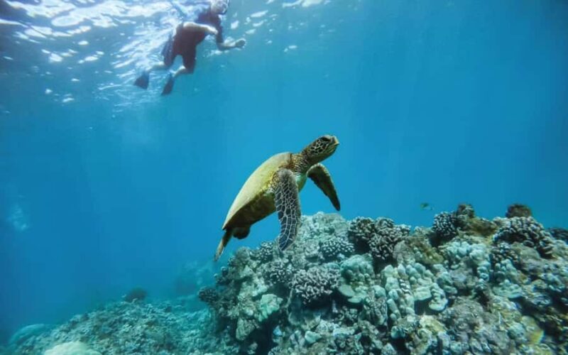 Maui Eco Raft: Turtle Snorkel + Whale Watch(Semi-Private) - A Closer Look at the Maui Eco Raft Experience