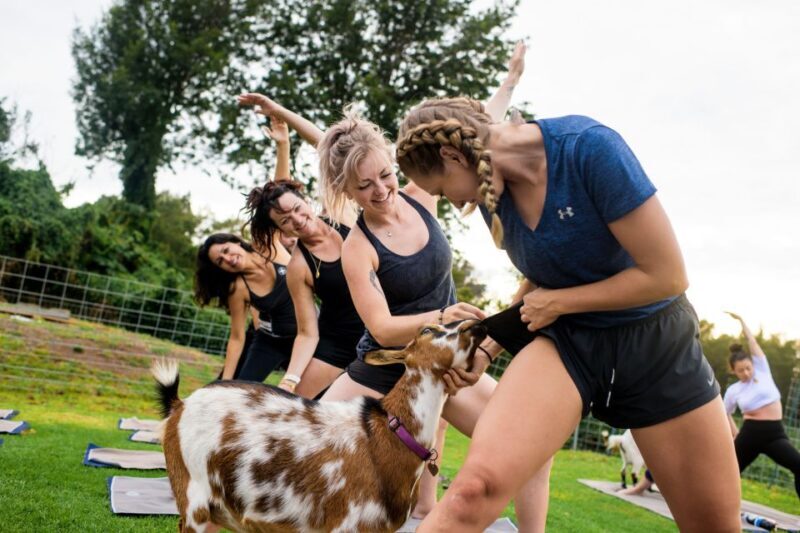 Maui Goat Yoga with Miniature Goats - What Is Maui Goat Yoga?