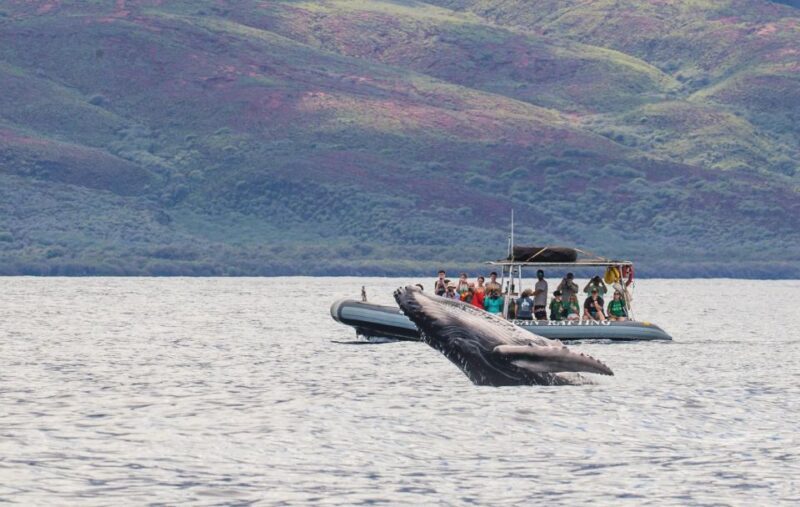 Maui: Guided Whale Watching Tour on Eco Raft - Final Thoughts: Who Will Love This Tour?