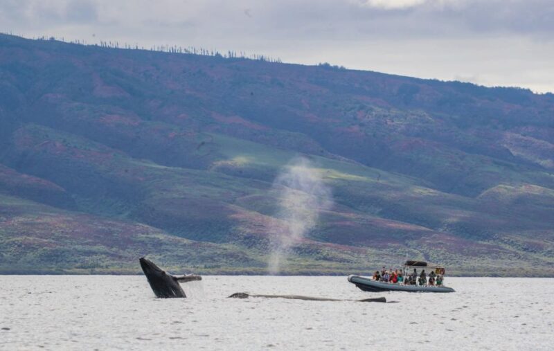 Maui: Guided Whale Watching Tour on Eco Raft - FAQ: Your Questions Answered