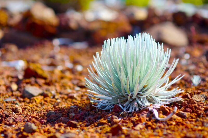 Maui: Haleakala Sunset and Stargazing Tour with Dinner - The Experience: What You Can Expect from Start to Finish