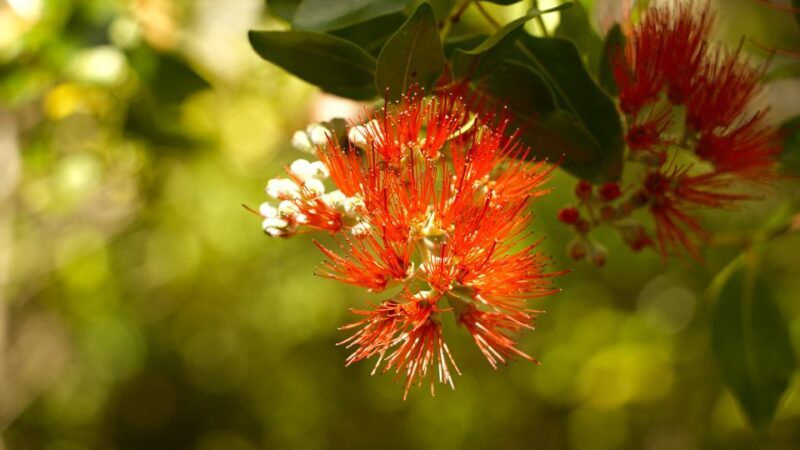 Maui: Honolua Ridgeline Informational Hike - Introduction